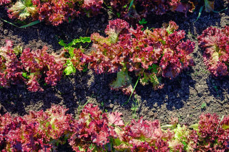 mint plant grow at vegetable garden plantsの写真素材