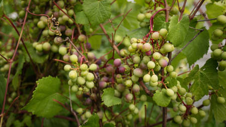 chardonnay Wine grapes in vineyard raw ready for harvest in Mediterraneanの写真素材