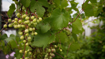 chardonnay Wine grapes in vineyard raw ready for harvest in Mediterraneanの写真素材