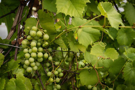 chardonnay Wine grapes in vineyard raw ready for harvest in Mediterraneanの写真素材