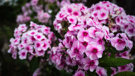 Beautiful flowers background for wedding scene flowersの写真素材