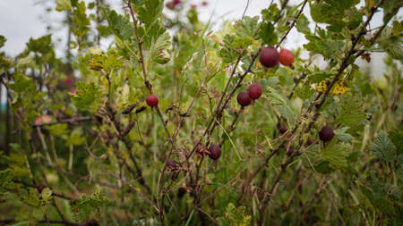 Red gooseberries on branches in garden. Ribes grossularia. Gooseberry fruits contain vitamins,...