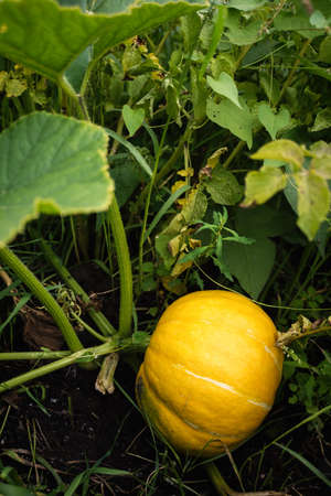 Big Yellow pumpkin on a tree stumpの写真素材