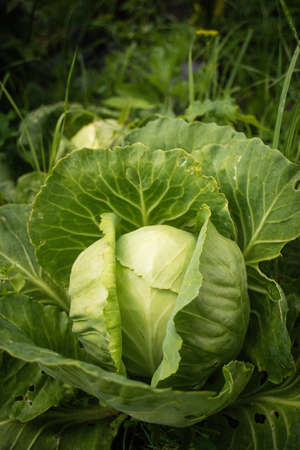Cabbage vegetable bed, Siberia, Russia in August