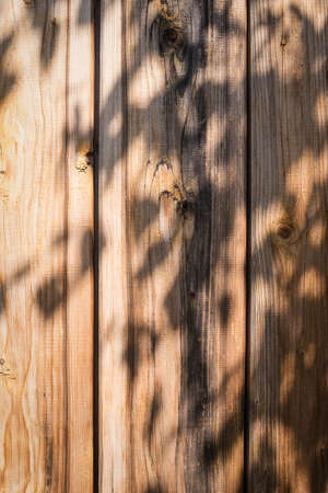 texture of bark wood use as natural backgroundの写真素材