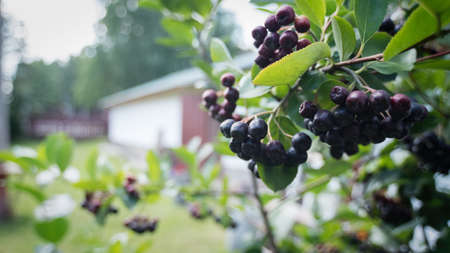 red and black currant with a leaf againstの写真素材