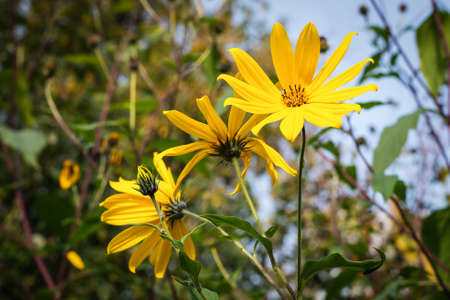 Blooming orange yellow Mums or Chrysanthemums with rain drops, autumn flower backgroundの写真素材