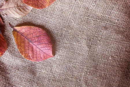 Autumn leaves background shot on a sunny day