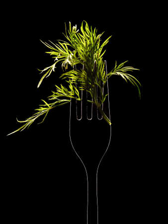 Fennel on a black backgroundの写真素材