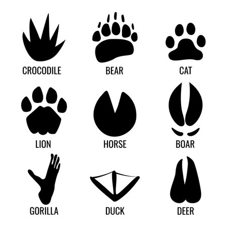 Set of animal footprints. vector illustration.のイラスト素材