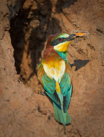 The European bee-eater (Merops apiaster) is a near passerine bird in the bee-eater familyの写真素材