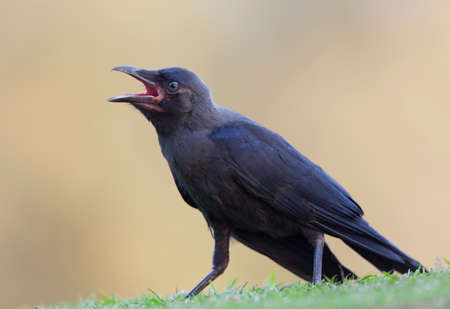 The Cawing Crow. Filmed in Indiaの写真素材
