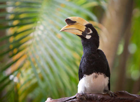 a toucan bird with a large beak