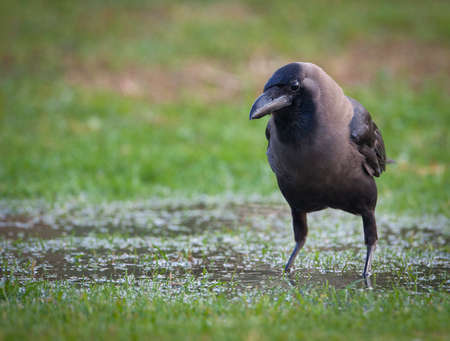 A crow in a puddleの写真素材