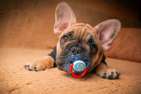 A French bulldog puppy named Dadoの写真素材