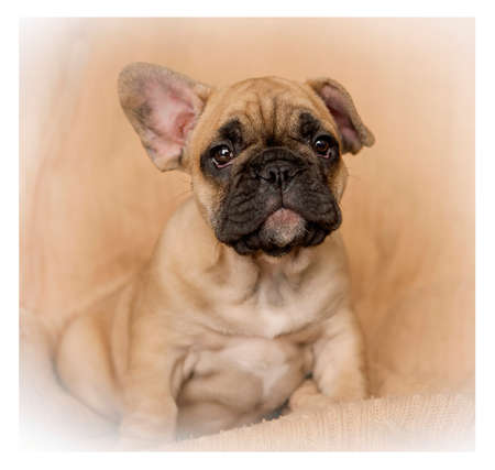 A French bulldog puppy named Dadoの写真素材