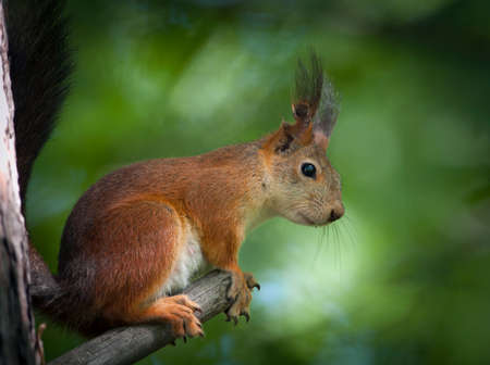Red squirrel in the park of Moscowの写真素材