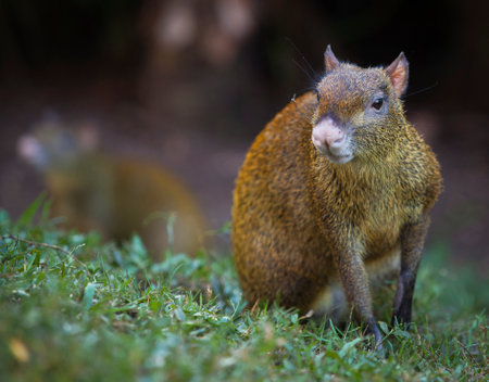 Agouti is a genus of mammals of the rodent orderの写真素材