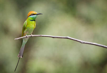 The blue-cheeked bee-eater (Merops persicus) is a near passerine bird in the bee-eater family, Meropidaeの写真素材