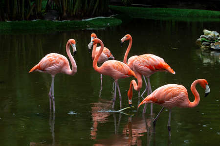 Pink Flamingo. Filmed on the yucatan peninsulaの写真素材
