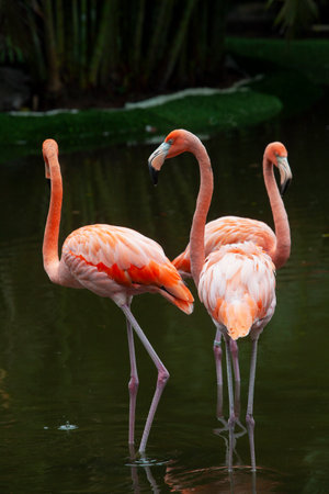 Pink Flamingo. Filmed on the yucatan peninsulaの写真素材