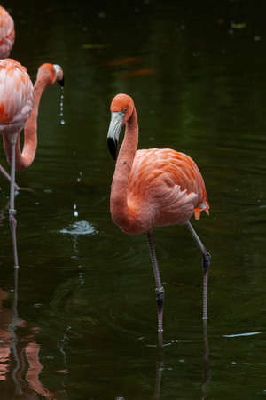 Pink Flamingo. Filmed on the yucatan peninsulaの写真素材