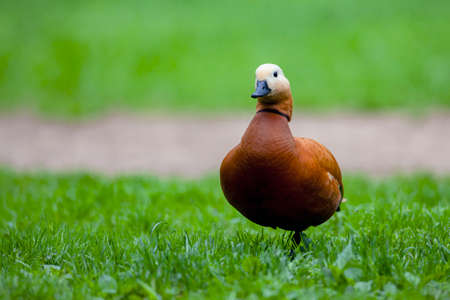 The ruddy shelduck (Tadorna ferruginea), known in India as the Brahminy duckの写真素材