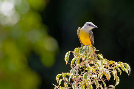 The Western Kingbird (Tyrannus verticalis) is a large tyrant flycatcher found throughout western environments of North America and as far as Mexicoの写真素材
