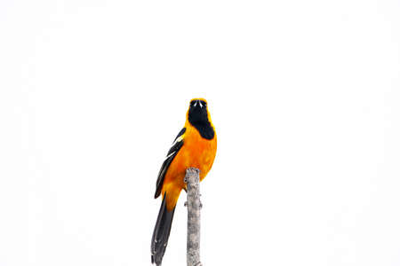 New World oriole Filmed on the Yucatan Peninsulaの写真素材
