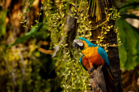 The blue-and-yellow macaw (Ara ararauna), also known as the blue-and-gold macaw