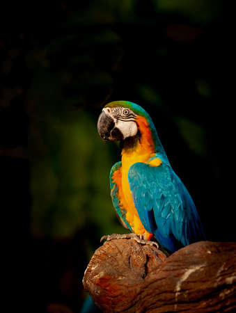 The blue-and-yellow macaw (Ara ararauna), also known as the blue-and-gold macawの写真素材