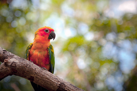 Lovebird is the common name for the genus Agapornis, a small group of parrots in the Old World...