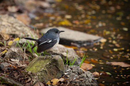 The Oriental magpie-robin (Copsychus saularis) is a small passerine bird that was formerly classed as a member of the thrush family Turdidaeの写真素材