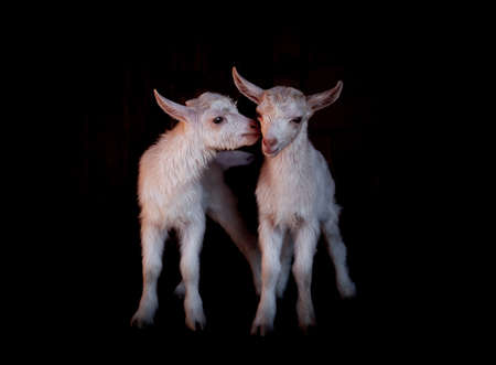 Goats from the village of Kozlovkaの写真素材