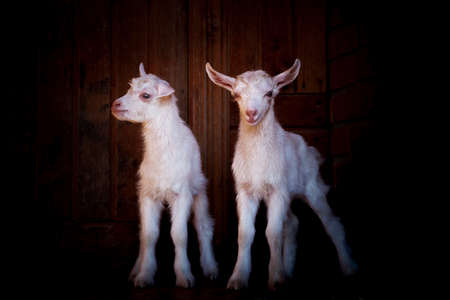 Goats from the village of Kozlovkaの写真素材
