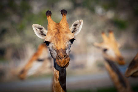 Giraffe is the tallest animal on the planetの写真素材