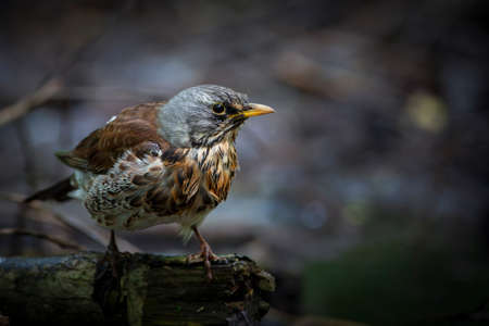 The fieldfare (Turdus pilaris) is a member of the thrush family Turdidaeの写真素材