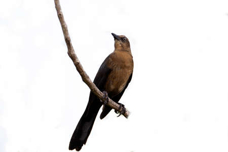 Great-tailed grackle.Filmed on the Yucatan Peninsula
