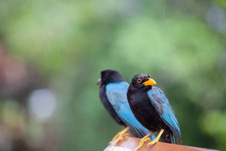 The Yucatan jay (Cyanocorax yucatanicus) is a species of bird in the family Corvidaeの写真素材