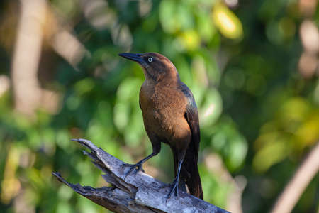 Great-tailed grackle.Filmed on the Yucatan Peninsulaの写真素材