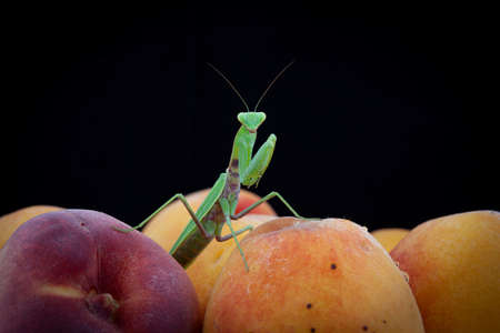 An ordinary Mantis on peaches. Macro photography.の写真素材