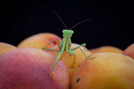 An ordinary Mantis on peaches. Macro photography.の写真素材