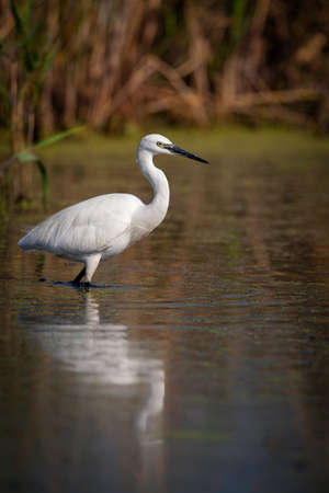 The Little White Heron is fishing. Filmed at the mouth of the kuban riverの写真素材