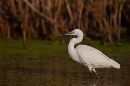 The Little White Heron is fishing. Filmed at the mouth of the kuban riverの写真素材