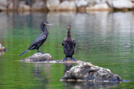 Cormorants. Filmed on the yucatan peninsulaの写真素材