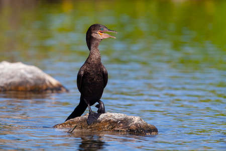 Cormorants. Filmed on the yucatan peninsulaの写真素材