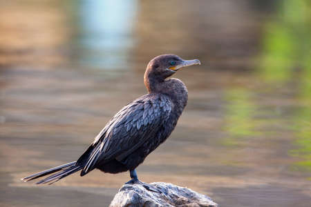 Cormorants. Filmed on the yucatan peninsulaの写真素材