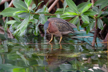 Green heron on the hunt. Filmed on the yucatan peninsulaの写真素材