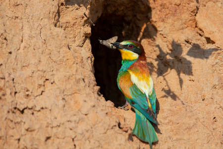 The European bee-eater (Merops apiaster) is a near passerine bird in the bee-eater familyの写真素材
