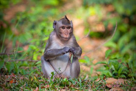 Monkeys from Southeast Asia. Filmed in Cambodiaの写真素材
